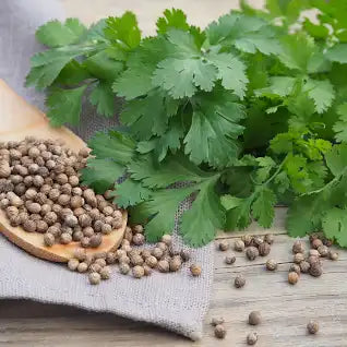 Coriander Seeds - 5 Lb